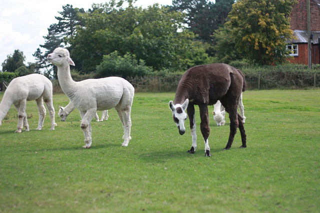 Visit to Toft Alpacas