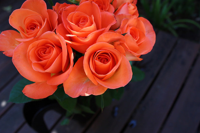 Orange roses