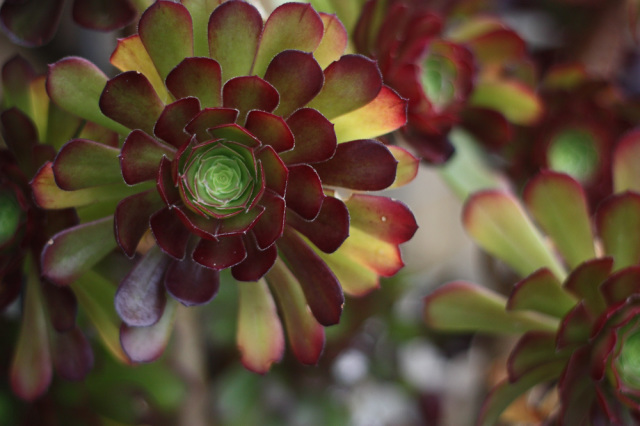 Succulents at the Boathouse, Balmoral, Sydney