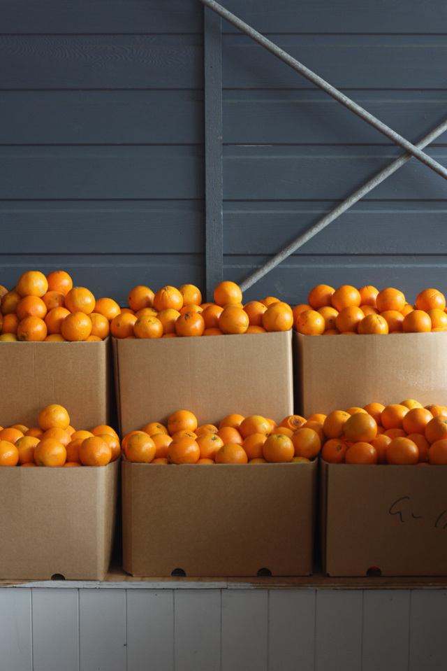 Oranges at The Boathouse at Balmoral, Sydney