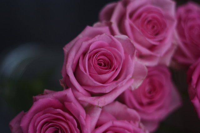 Pink Roses-62