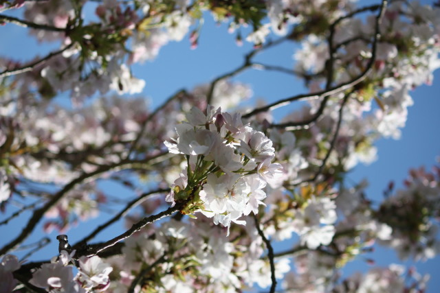 Blossom in spring