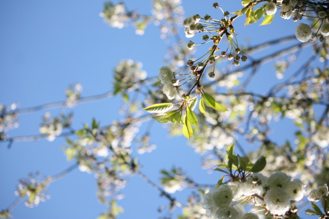 Blossom in spring