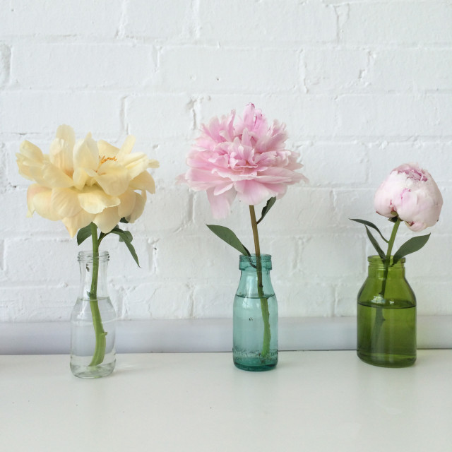 Peonies at Emily Quinton's Makelight studio.