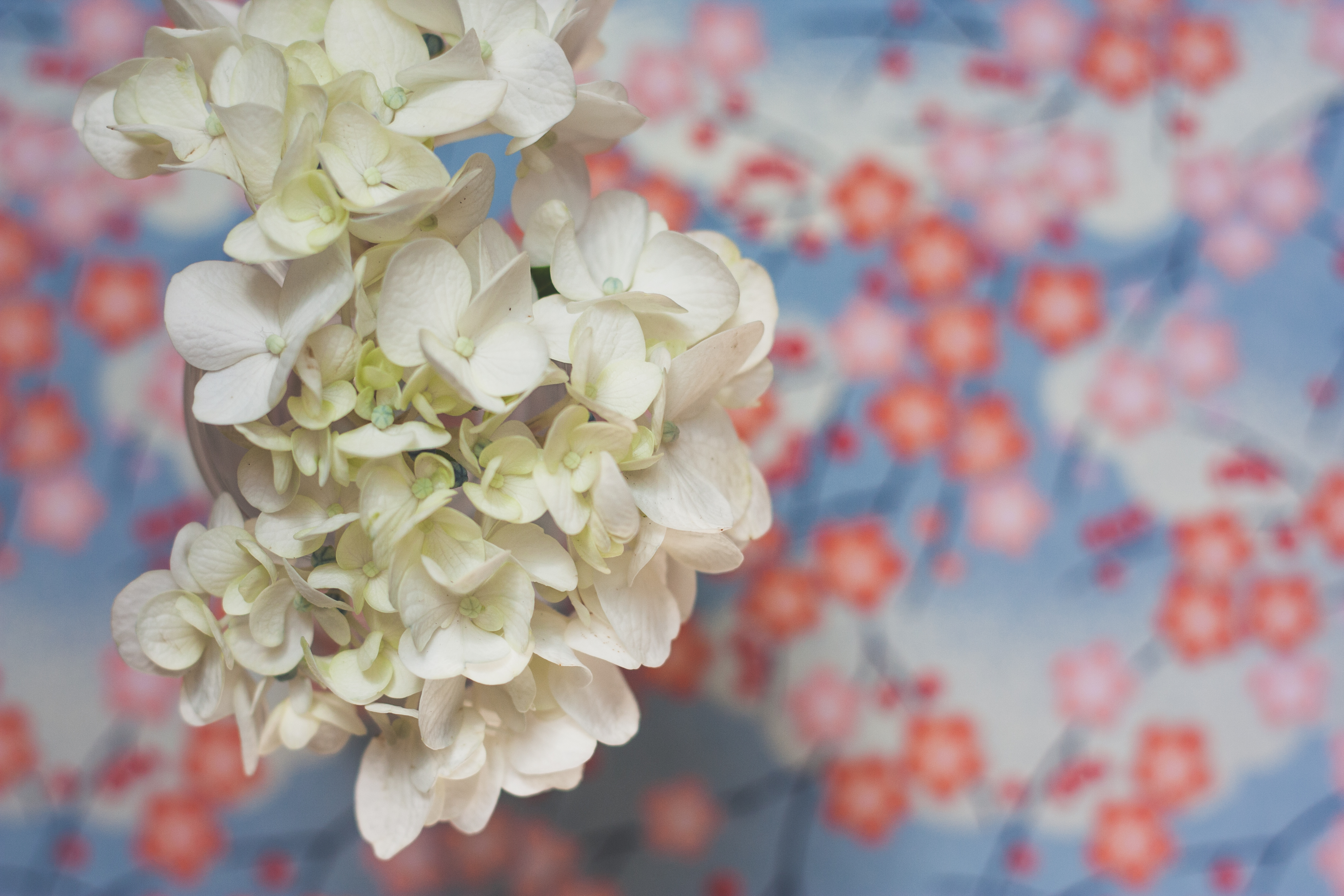 Calm & Collected; Cup of Tea and a Bex: Hydrangeas